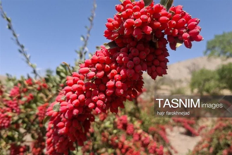 اخبار استان خراسان جنوبی , خبرگزاری تسنیم , `پاییز ,