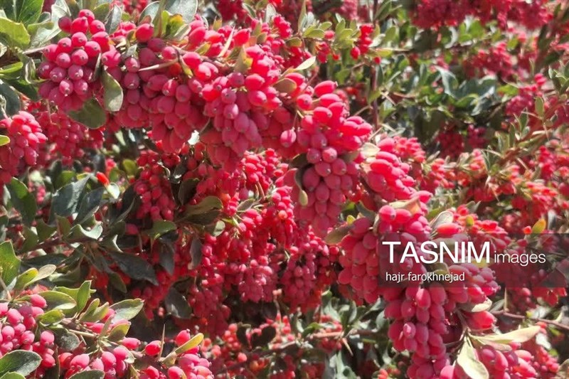 اخبار استان خراسان جنوبی , خبرگزاری تسنیم , `پاییز ,