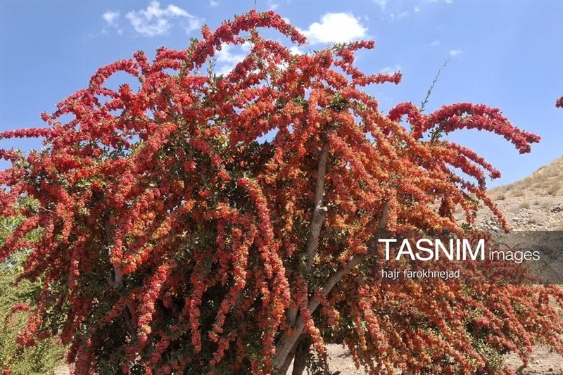 اخبار استان خراسان جنوبی , خبرگزاری تسنیم , `پاییز ,