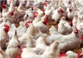 ثبت بیش از 53 میلیون قطعه جوجه‌ریزی گوشتی در خراسان رضوی