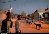 جزیره شیف-بوشهر