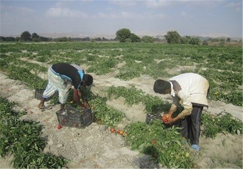 برداشت گوجه سیریک