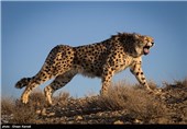 کوشکی از آخرین بازمانده های یوز آسیایی است که در منطقه میاندشت جاجرم نگهداری می شود.جنسیت او نر است و مدت زیادی است که از زوج خود  دور مانده و اقدامی برای به هم رساندن این زوج صورت نگرفته است.تصویر  یوز ایرانی بر پیراهن تیم ملی فوتبال نقش بسته است