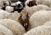 ناکامی قاچاقچیان در خروج 1631 رأس احشام قاچاق از مرزهای آذربایجان‌غربی