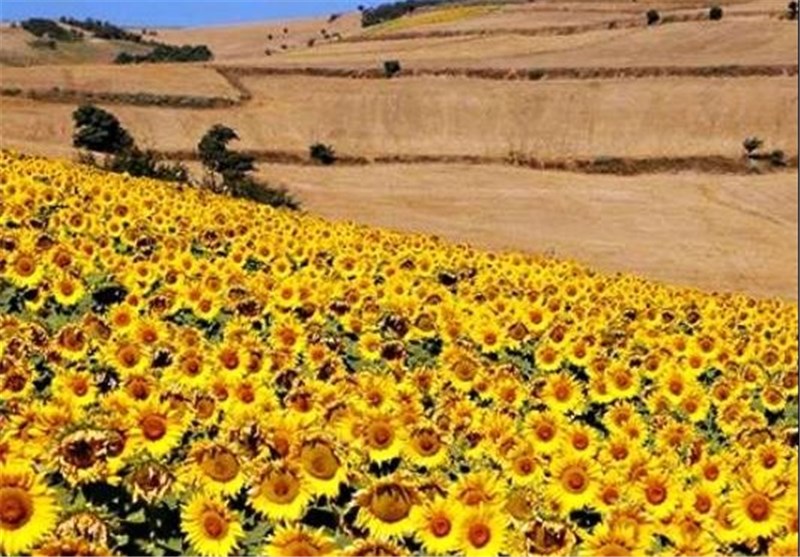 شهر آفتاب , اخبار شاهرود , کشاورزی , تسنیم , اخبار استان سمنان , 