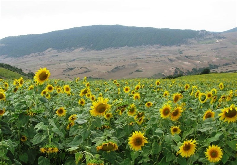 شهر آفتاب , اخبار شاهرود , کشاورزی , تسنیم , اخبار استان سمنان , 