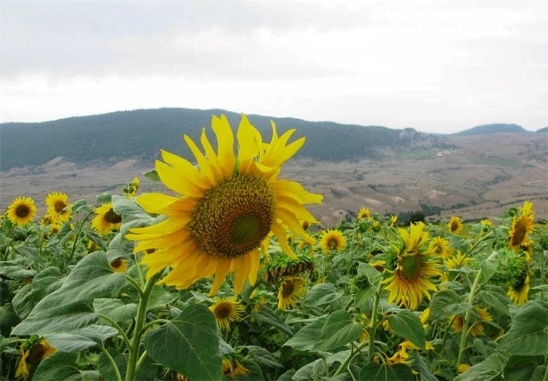 شهر آفتاب , اخبار شاهرود , کشاورزی , تسنیم , اخبار استان سمنان , 