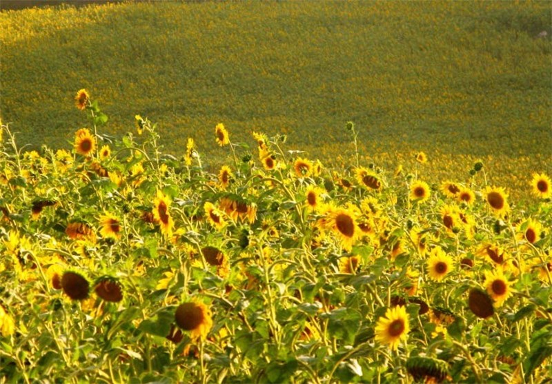 شهر آفتاب , اخبار شاهرود , کشاورزی , تسنیم , اخبار استان سمنان , 
