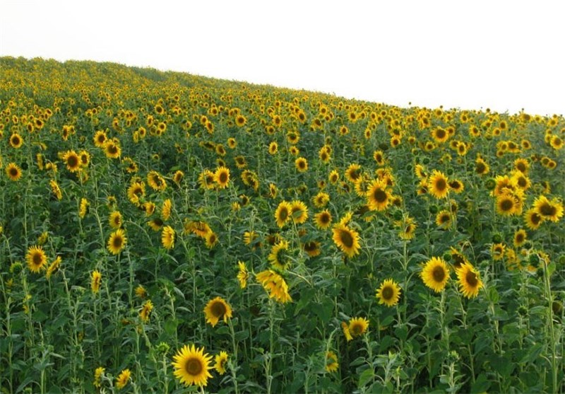 شهر آفتاب , اخبار شاهرود , کشاورزی , تسنیم , اخبار استان سمنان , 