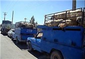 جابجایی دام های بدون پلاک بین شهرستانها و استانها ممنوع شد+سند