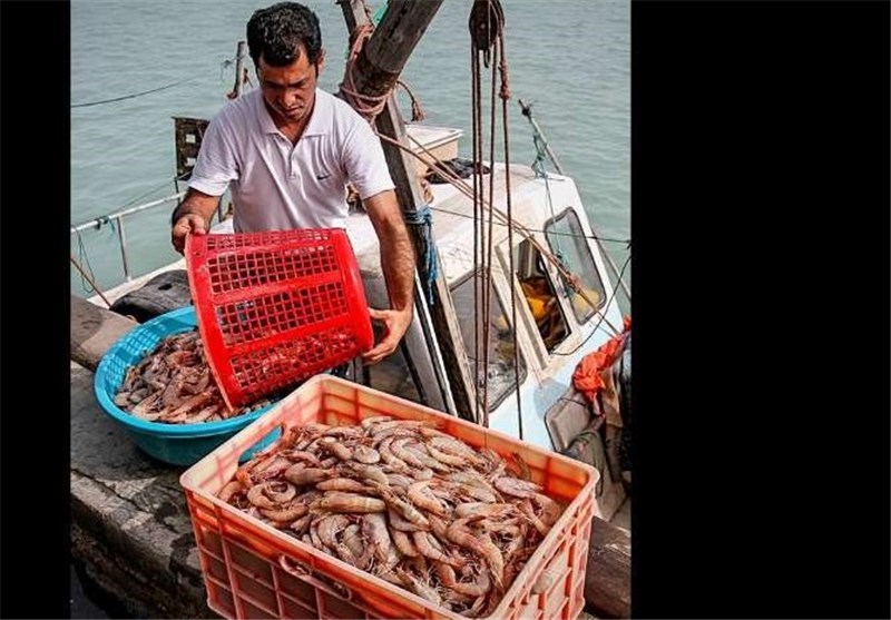 ثبات قیمت مرغ و افزایش بهای برخی انواع ماهی در یک هفته اخیر