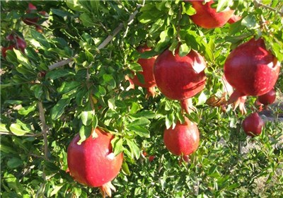 مگس مدیترانه‌ای به باغات اشکذر رسید