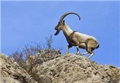دستگیری متخلفان زنده‌گیری بز وحشی کوه بافق