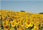 جایی که آفتابگردان برای روستاییان نان می‌آورد؛ زندگی در کالپوش با رنگ امید+تصاویر