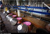 گلابگیری در قمصر کاشان