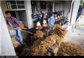 گلابگیری در قمصر کاشان