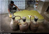 گلابگیری در قمصر کاشان