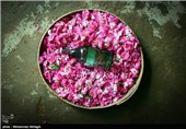 گلابگیری در قمصر کاشان