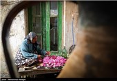 گلابگیری در قمصر کاشان