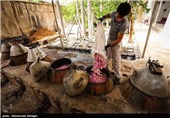 گلابگیری در قمصر کاشان
