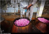 گلابگیری در قمصر کاشان