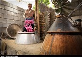 گلابگیری در قمصر کاشان