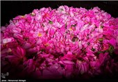 گلابگیری در قمصر کاشان