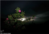گلابگیری در قمصر کاشان