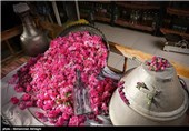 گلابگیری در قمصر کاشان