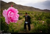 گلابگیری در قمصر کاشان