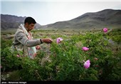 گلابگیری در قمصر کاشان