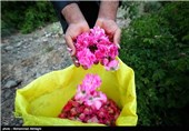 گلابگیری در قمصر کاشان