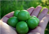 برداشت 6 هزار تن گوجه‌سبز از باغات ابرکوه