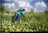 گلاب گیری در میمند - فارس