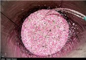 گلاب گیری در میمند - فارس