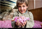 گلاب گیری در میمند - فارس