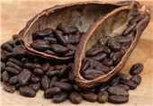 کود بیولوژیک ایرانی مزارع کاکائو در آفریقا را نجات داد