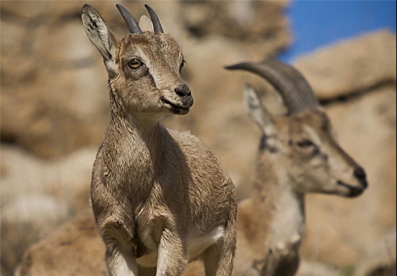 محیط زیست کهگیلویه از کمبود محیط‌بان رنج می‌برد