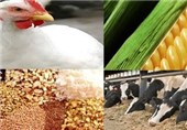 نهاده‌های دامی با ارز 80 هزار تومانی به دست تولیدکننده می رسد
