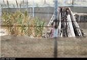 روز جهانی یوزپلنگ