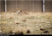کوشکی یوزپلنگ نر