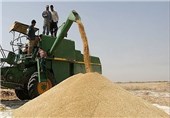 پرداخت 97 درصد مطالبات گندمکاران استان بوشهر