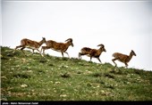 بومیان ذی‌نفعان و حافظان اصلی حیات وحش در قرق‌های خصوصی