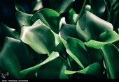 پاکسازی دریاچه عینک - رشت