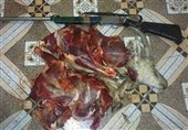 کشف گوشت کل وحشی و سلاح بدون مجوز از منزلی در باشت