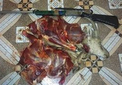 کشف گوشت کل وحشی و سلاح بدون مجوز از منزلی در باشت