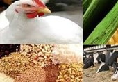 کشف و پلمب چند انبار دپو نهاده‌های دامی در خاتم / هشدار قاطع دادستان به محتکران