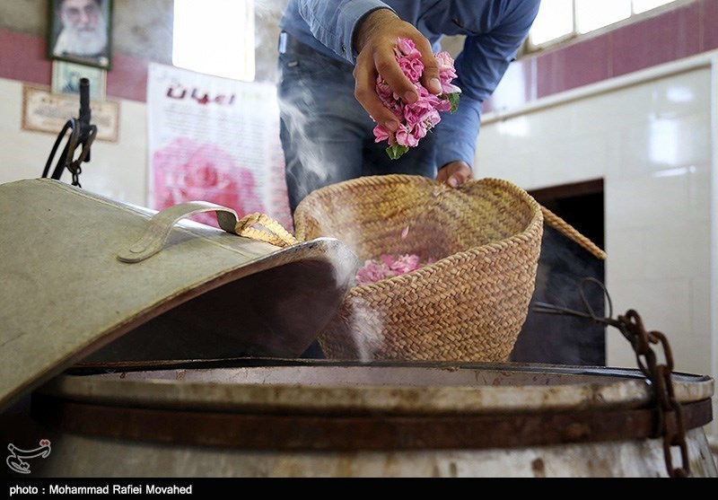 ایران کے شہر کاشان میں گلاب چننے کا موسم