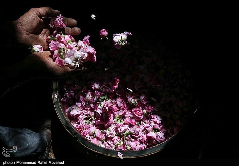 ایران کے شہر کاشان میں گلاب چننے کا موسم