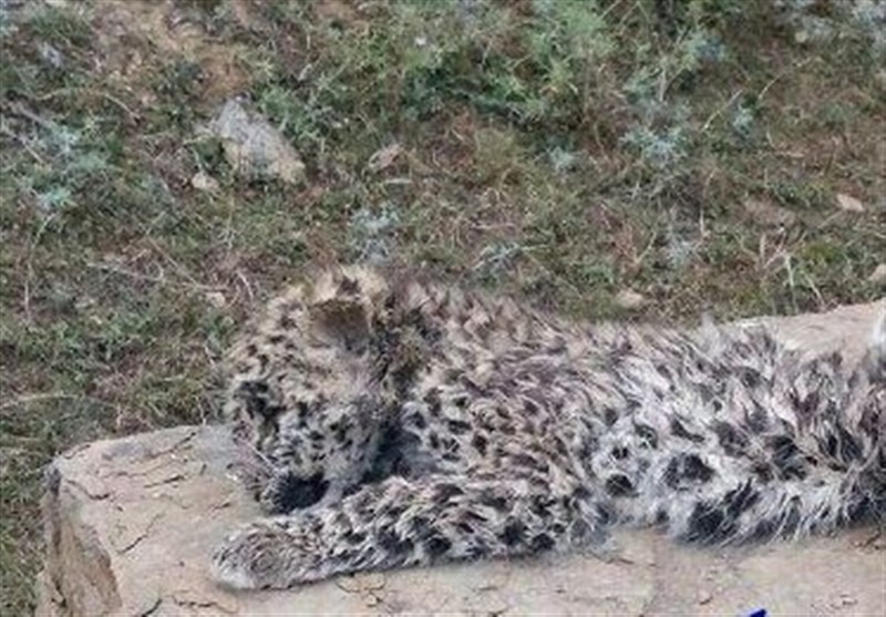 کشف لاشه یگ توله پلنگ در سوادکوه